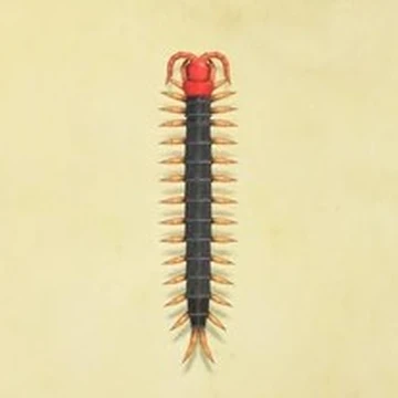 Centipede Animal Crossing Wiki Fandom