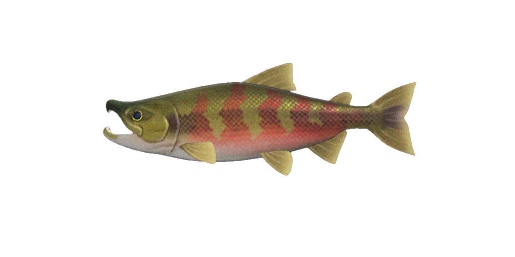 Salmón Animal Crossing Enciclopedia Fandom