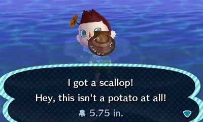scallop fandom wikia wiki animalcrossing