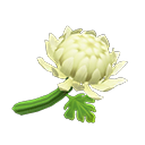 Chrysantheme Animal Crossing Wiki Fandom