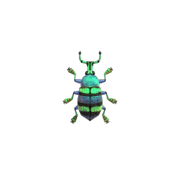 Blue Weevil Beetle Animal Crossing Wiki Fandom