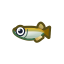 Killifish