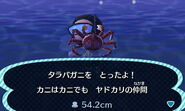 Red king crab | Animal Crossing Wiki | FANDOM powered by Wikia