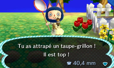 animal crossing taupe grillon - acnh taupe grillon