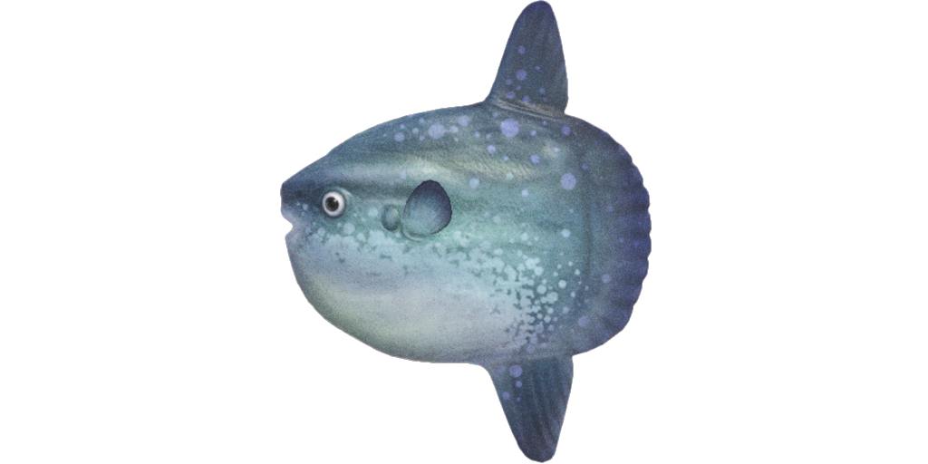Lune de mer Animal Crossing Wiki Fandom