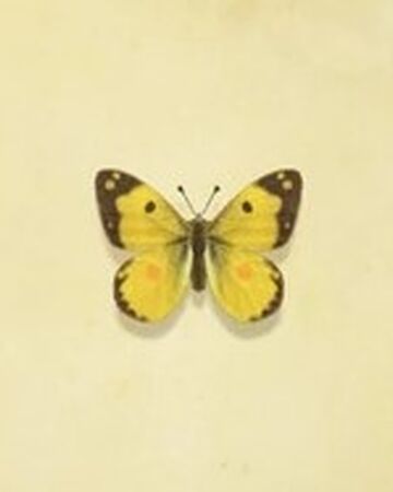 Yellow Butterfly Animal Crossing Wiki Fandom
