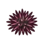 NH-Icon-seaurchin