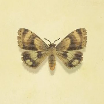 Large Brown Moths In Georgia