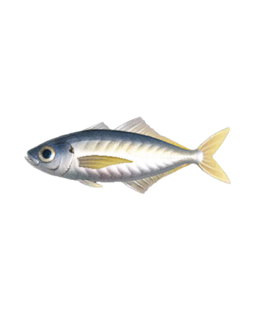 Chinchard Animal Crossing Wiki Fandom