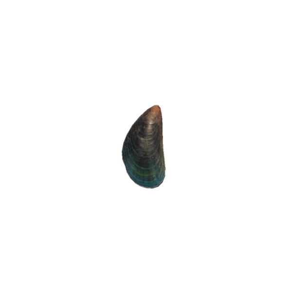 Mussel Animal Crossing Wiki Fandom