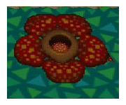 Rafflesia