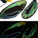 Queen Alexandra S Birdwing Animal Crossing Wiki Fandom