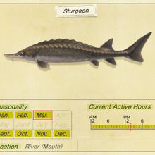 Sturgeon Animal Crossing Wiki Fandom