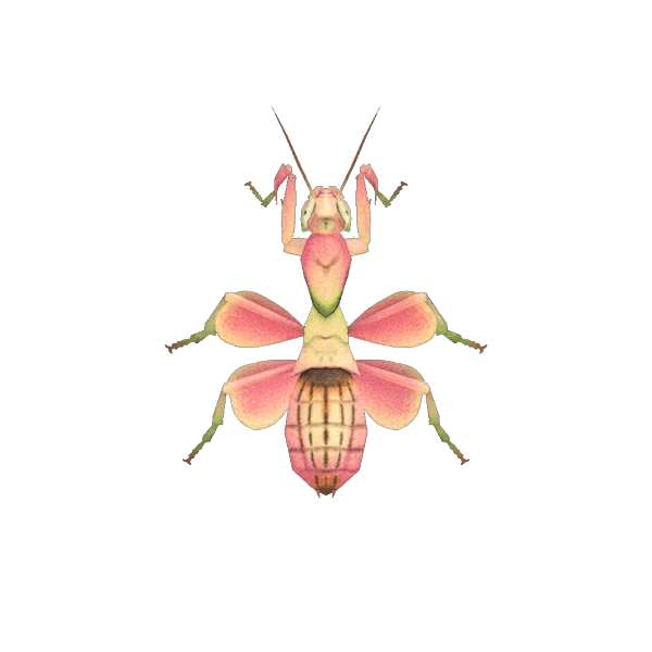 Mantis Orquídea Animal Crossing Enciclopedia Fandom