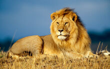 African lion king-wide 1