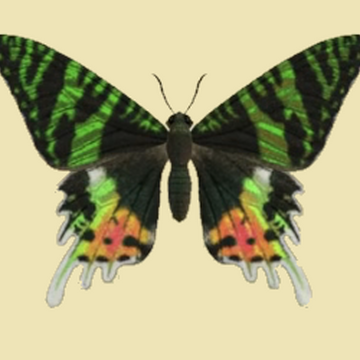 Madagascan Sunset Moth Animal Crossing Wiki Fandom