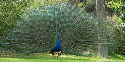 Pavo real commun