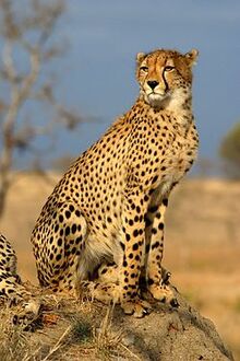 250px-TheCheethcat