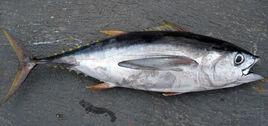 Bigeye tuna large