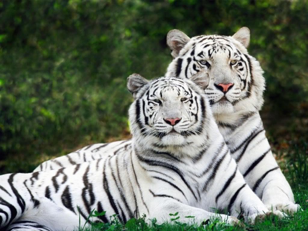Resultado de imagen de tigre de bengala wikipedia