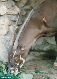 Resultado de imagen para saola animal