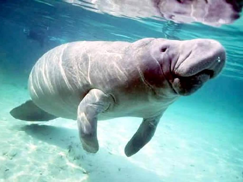 Resultado de imagen de dugongo manati