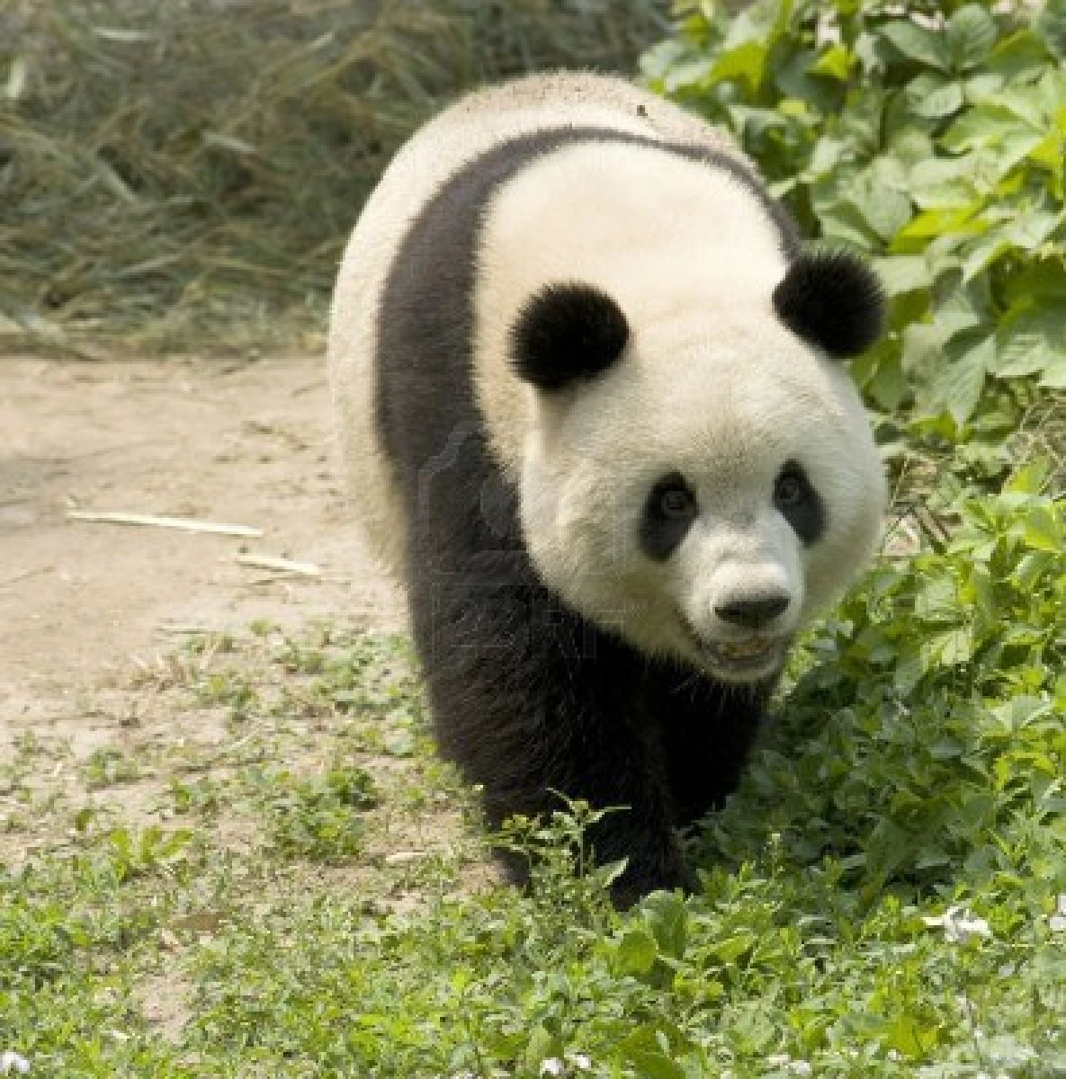 Panda Gigante | Wiki Animales peligro de extincion | FANDOM powered by ...