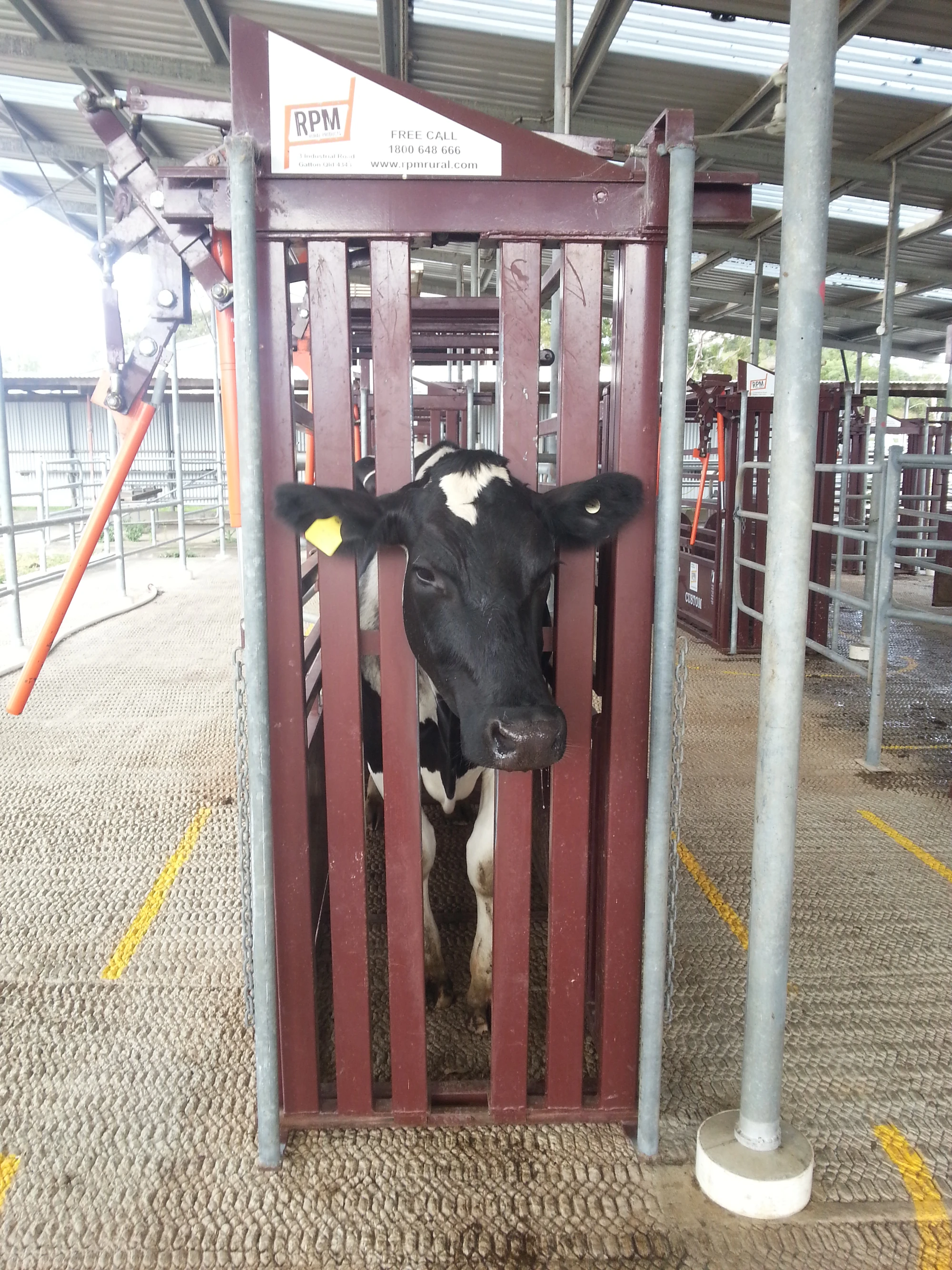 Restrain cattle AnimalHandling101 Wiki Fandom