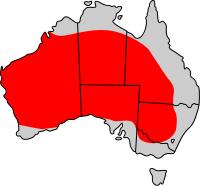 Areale Canguro Rosso
