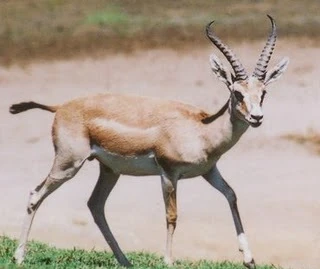 Gazzella Di Montagna Animali Wiki Fandom