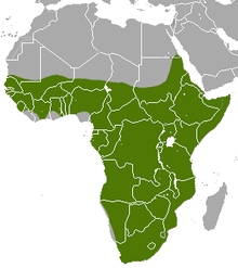 220px-Aardvark area