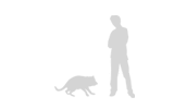 Size-tasmanian-devil-160-2915-cb1273160463