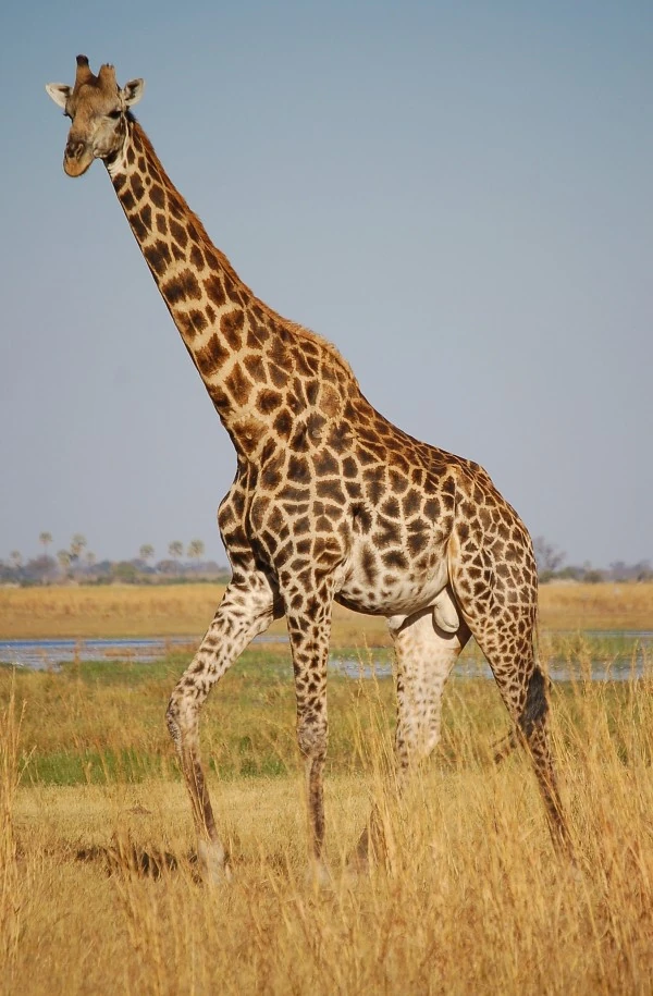 Giraffa | Animali Wiki | FANDOM powered by Wikia
