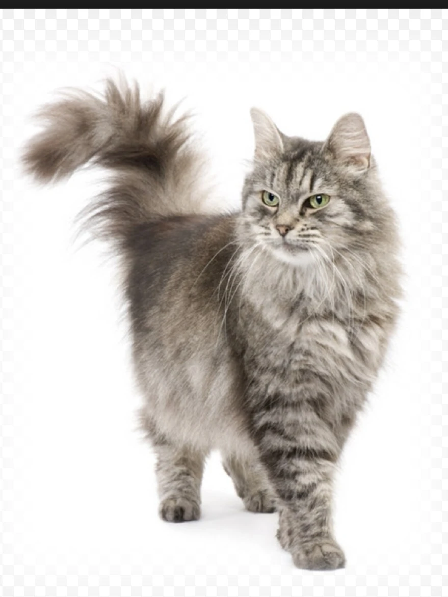 Kat | Dieren Wiki | FANDOM powered by Wikia