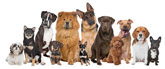 Bestand:Honden.jpg
