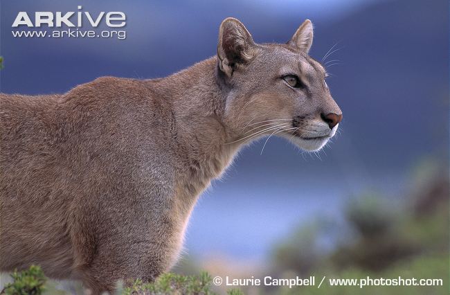 Cougar | Animals Wiki | Fandom