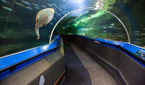 manly oceanworld aquarium sydney wikia edit