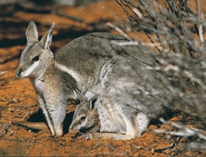 Australian Wildlife Conservancy | Animal Internships Wiki | FANDOM