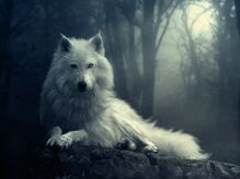 Wolf-wolves-29803359-1024-768