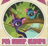 Pet Sugar Glider | Animal Jam Wiki | FANDOM powered by Wikia