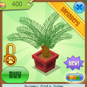 Pygmy Date Palm Animal Jam Wiki Fandom