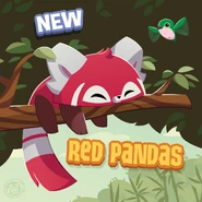 Red Panda | Animal Jam Wiki | FANDOM powered by Wikia