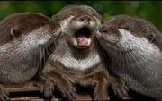Cute-River-Otter