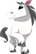 Horse | Animal Jam Wiki | FANDOM powered by Wikia