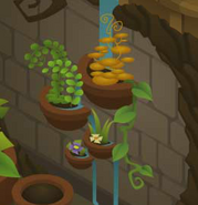 Wall Garden | Animal Jam Wiki | FANDOM powered by Wikia Wall Garden | Animal Jam Wiki | FANDOM powered by Wikia