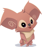 Koala | Animal Jam Wiki | FANDOM powered by Wikia