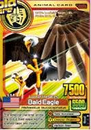 Bald Eagle