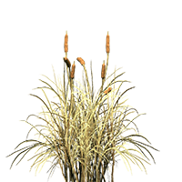 cattail animallica wiki fandom