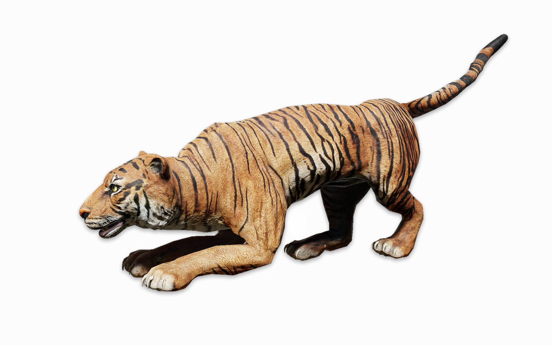 Bengal Tiger | Animallica Wiki | Fandom