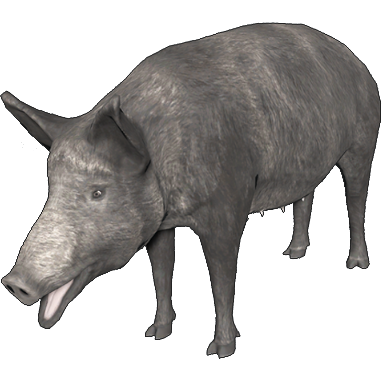 Berkshire Pig | Animallica Wiki | Fandom